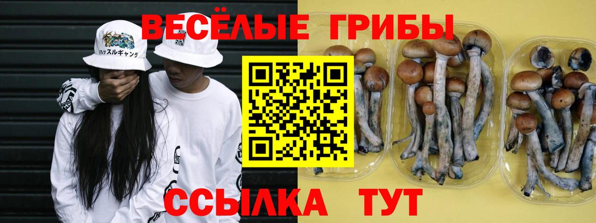 Свободный  Галлюциногенные грибы прущие грибы  Вход с VPN 